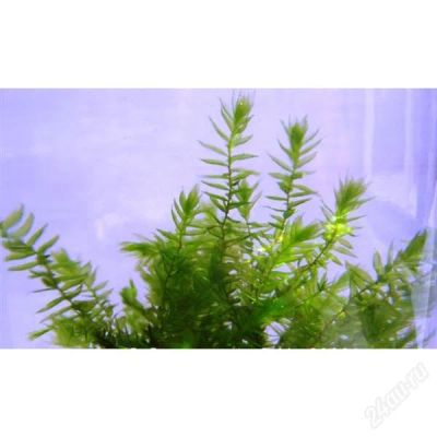Лот: 1442402. Фото: 1. Мох красивый, можно к камню или... Водные растения