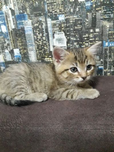 Лот: 15215953. Фото: 1. Котята 1.5мес. Кошки, котята