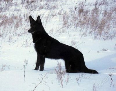 Лот: 2784043. Фото: 1. Красивая Собака, СМОТ, ЛОТ!. Собаки, щенки