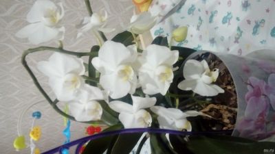 Лот: 12532201. Фото: 1. Орхидея .детка Обмен. Горшечные растения и комнатные цветы