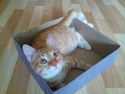 Лот: 10832714. Фото: 1. Домашний тигр. Кошки, котята