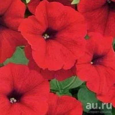 Лот: 13746881. Фото: 1. Петуния Красное пламя F1. Садовые цветы