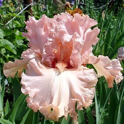 Лот: 11059074. Фото: 1. ирис lotus land. Садовые цветы