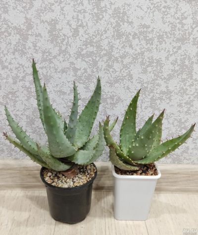 Лот: 18177633. Фото: 1. Алоэ Акулеата (Aloe Aculeata). Горшечные растения и комнатные цветы