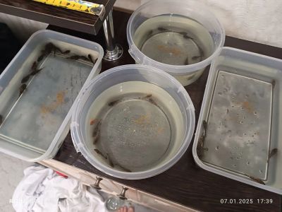 Лот: 24893013. Фото: 1. Сомики Анциструс. Рыбки