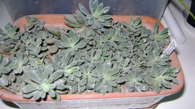 Лот: 12007658. Фото: 1. Sinocrassula densirosulata - Синокрассула... Горшечные растения и комнатные цветы