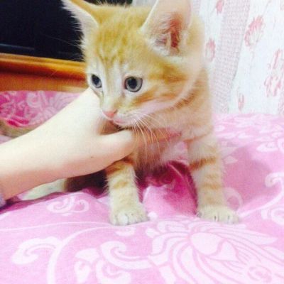 Лот: 7251061. Фото: 1. Отдам котят в хорошие руки. Кошки, котята