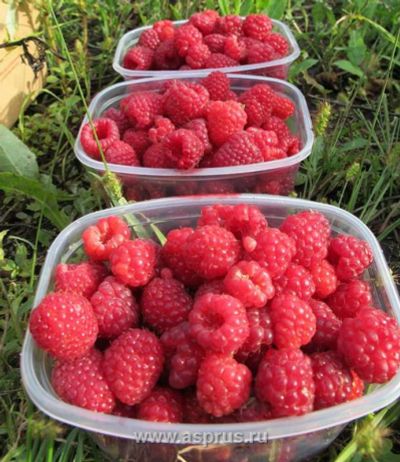 Лот: 7886526. Фото: 1. Малина вкусная. Ягоды, орехи