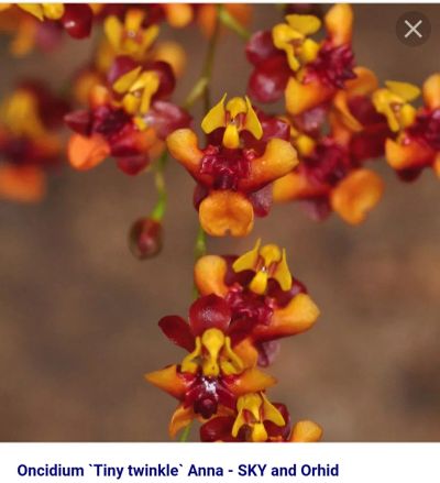 Лот: 17860381. Фото: 1. Орхидея онцидиум твинкл 2 сорта. Горшечные растения и комнатные цветы