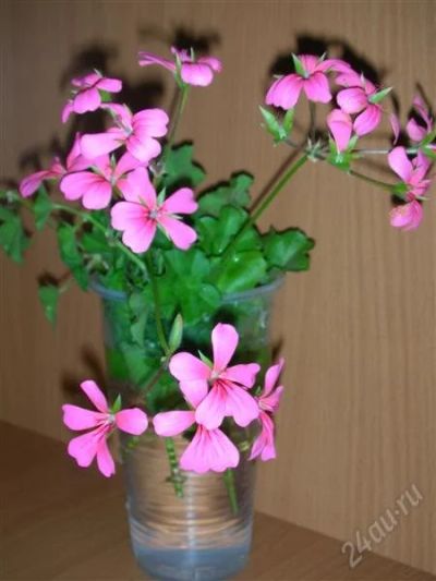 Лот: 1605652. Фото: 1. Плющелистная пеларгония Водопад... Горшечные растения и комнатные цветы