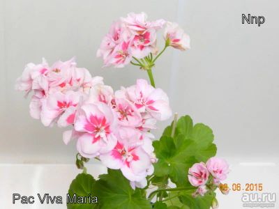 Лот: 13657891. Фото: 1. Зональная пеларгония Pac Viva... Горшечные растения и комнатные цветы