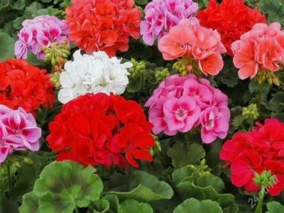 Лот: 1778038. Фото: 1. пеларгония смесь 2(рассада). Другое (семена, рассада, садовые растения)
