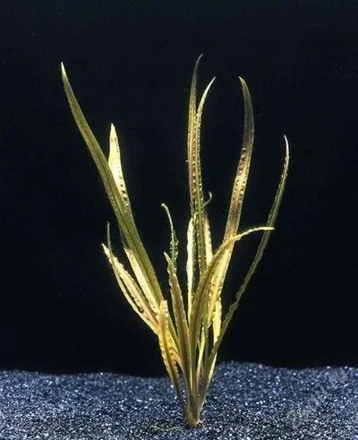 Лот: 2448518. Фото: 1. Cryptocoryne crispatula var.tonkinensis. Водные растения