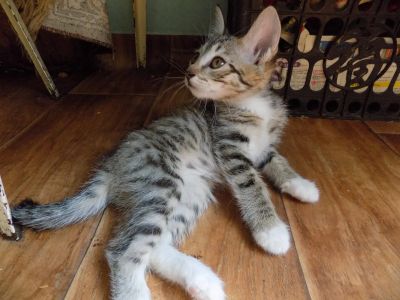Лот: 11794077. Фото: 1. Отдам котенка в хорошие руки. Кошки, котята