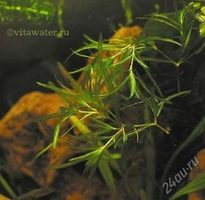Лот: 488662. Фото: 1. Наяс (Egeria najas): примерно... Водные растения