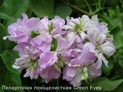 Лот: 16090635. Фото: 1. Пеларгония плющелистная Green... Горшечные растения и комнатные цветы