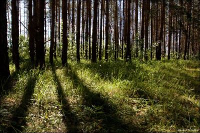 Лот: 7283717. Фото: 1. Участок. Земельные участки