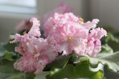 Лот: 7471621. Фото: 1. Фиалка Rosie Ruffles (спорт... Горшечные растения и комнатные цветы
