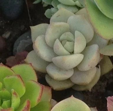 Лот: 8404043. Фото: 1. Graptoveria Titubans. Горшечные растения и комнатные цветы