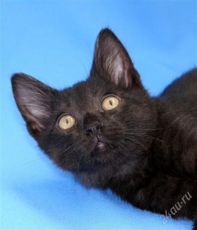 Лот: 1103182. Фото: 1. Черный котенок-ушастик в добрые... Остальные животные