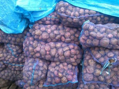Лот: 2107497. Фото: 1. Продам экологически чистый картофель... Картофель