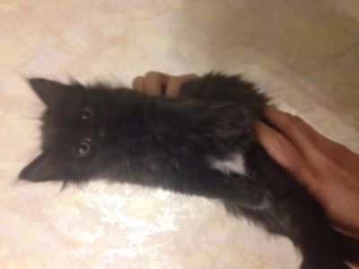 Лот: 4988602. Фото: 1. Срочно отдам котят турецкой ангорки. Кошки, котята