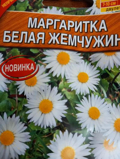 Лот: 17595363. Фото: 1. маргаритки белые, рассада. Садовые цветы