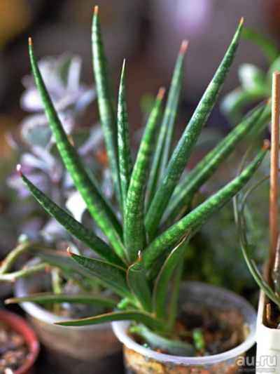 Лот: 13059650. Фото: 1. Сансевьера францисса Sansevieria... Горшечные растения и комнатные цветы