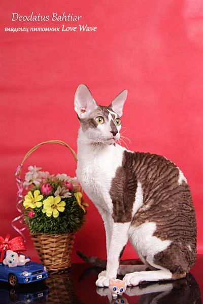 Лот: 3884510. Фото: 1. Кот корниш рекс. Кошки, котята