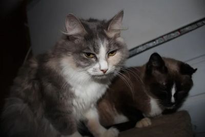 Лот: 3477253. Фото: 1. многоцветная пушистая кошка Мура... Кошки, котята