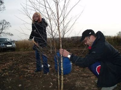 Лот: 11270665. Фото: 1. Берёза ( Betula) . Саженцы для... Декоративные кустарники и деревья