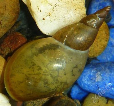 Лот: 555251. Фото: 1. Улитка Lymnaea stagnalis (второе... Моллюски, ракообразные, кораллы