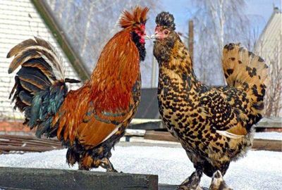 Лот: 9650641. Фото: 1. Цыплята павловской золотистой. Птицы