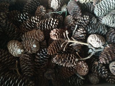 Лот: 12741113. Фото: 1. Продам еловые шишки. Гирлянды, шарики, новогодние аксессуары