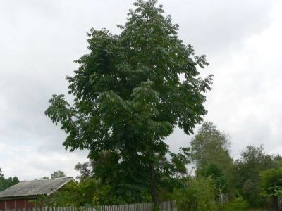 Лот: 7670161. Фото: 1. Ясень маньчжурский (Fraxinus mandshurica... Декоративные кустарники и деревья