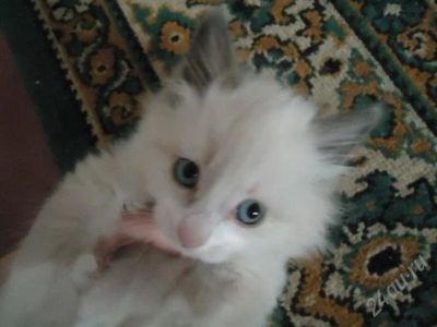 Лот: 890080. Фото: 1. Красивые котята ждут новых хозяев... Остальные животные