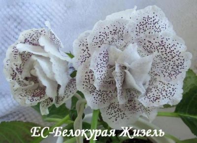 Лот: 10055415. Фото: 1. Куплю глоксинию ОЛ-Белокурая Жизель... Горшечные растения и комнатные цветы