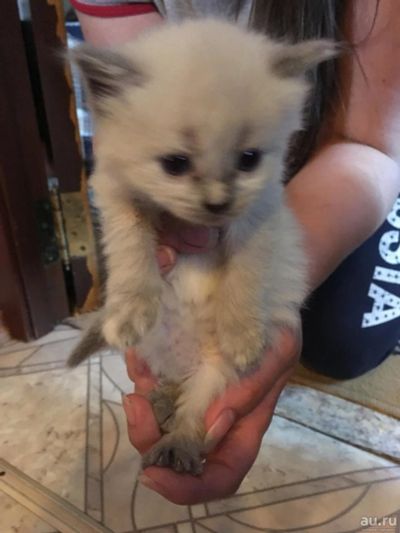 Лот: 9745830. Фото: 1. Отдам котят. Кошки, котята