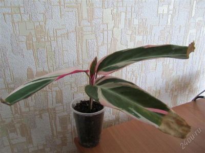 Лот: 1004749. Фото: 1. Строманта. Горшечные растения и комнатные цветы