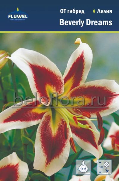 Лот: 15770060. Фото: 1. Лилия Беверли Дрим / Beverly Dream... Садовые цветы