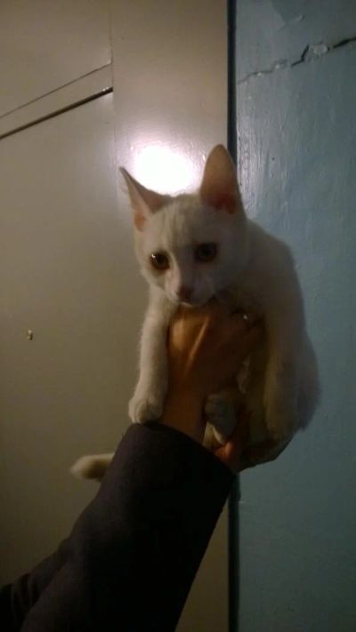 Лот: 6183981. Фото: 1. Котик. Кошки, котята
