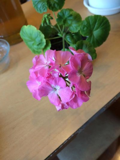 Лот: 8044626. Фото: 1. Герань розовая (цветёт ). Горшечные растения и комнатные цветы