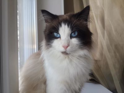 Лот: 10841538. Фото: 1. Отдам шикарного Кота. Кошки, котята