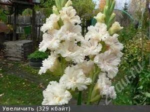 Лот: 2586275. Фото: 1. Гладиолус Солист. Другое (семена, рассада, садовые растения)