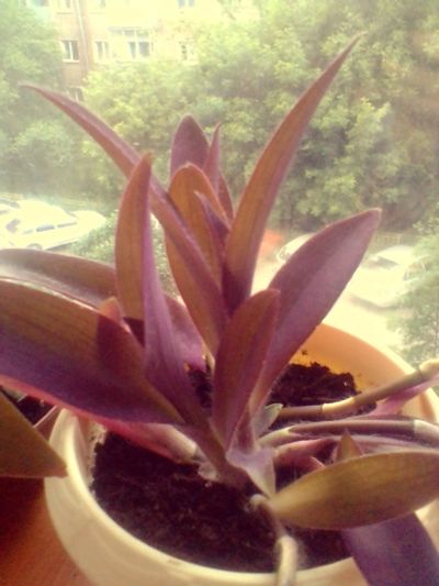Лот: 14008459. Фото: 1. Традесканция пурпурная. Горшечные растения и комнатные цветы