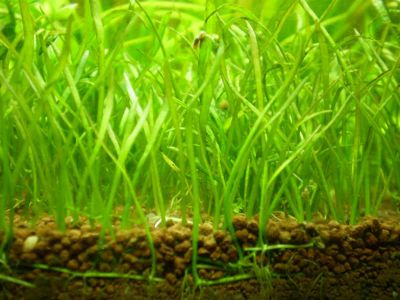 Лот: 6560787. Фото: 1. Аквариумное растение лилеопсис... Водные растения