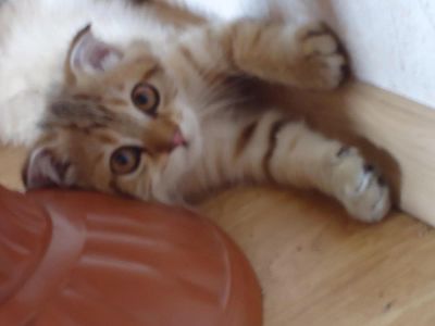 Лот: 4217556. Фото: 1. Шотландское счастье. Кошки, котята