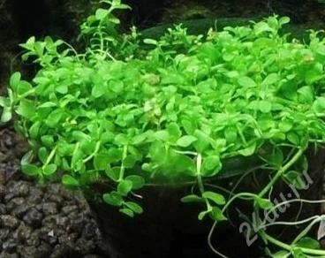 Лот: 2657996. Фото: 1. Micranthemum sp.Monte Carlo 3. Водные растения