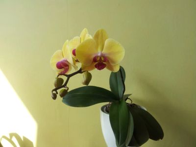 Лот: 4876443. Фото: 1. Орхидея фаленопсис 1. Горшечные растения и комнатные цветы