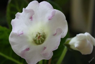 Лот: 3005804. Фото: 1. Глоксиния 24 (цветущая). Горшечные растения и комнатные цветы